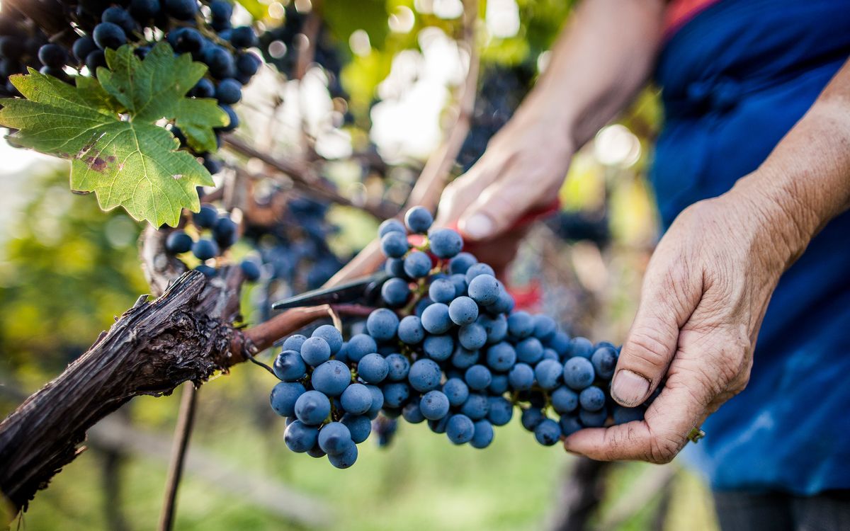 Raccolta di uva a Caldaro sulla strada del vino | Alto Adige